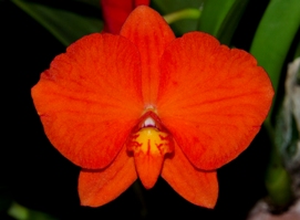 Cattleya coccinea Paradox HCC/AOS 77 pts.